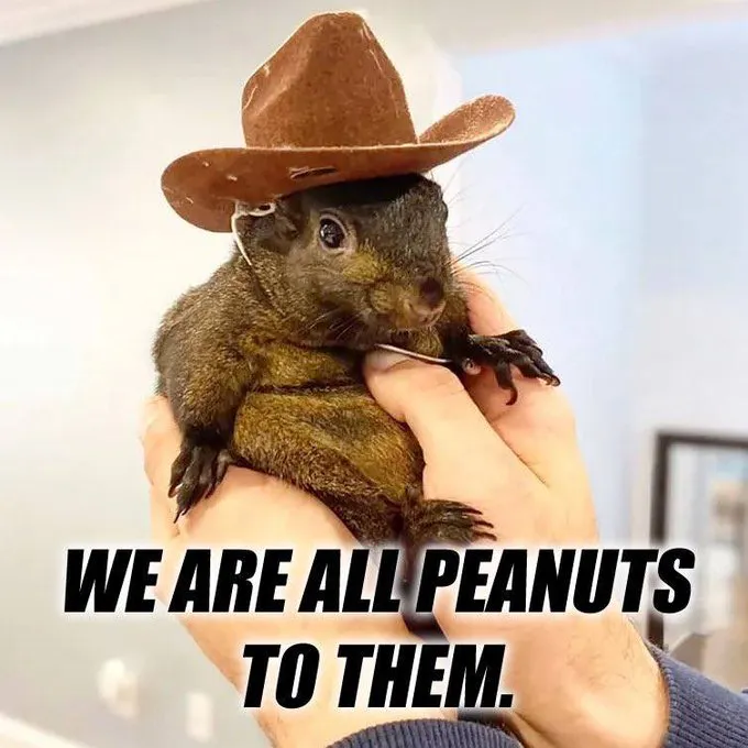 Peanut the squirrel memes